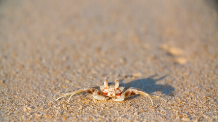 A crab on the beach is running on the white sand. Exotic animals in the resorts of tropical islands. The concept of a beach holiday in the tropics.