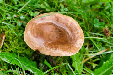 Latarius quietus (Oak Milk Cap) with the cap full of water following a heavy downpour
