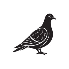 Pigeon silhouette vector, black and white silhouette, vector and illustration