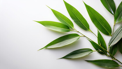 Obraz premium bamboo leaves, on a white background