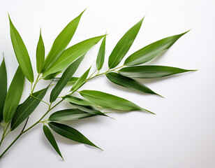Obraz premium bamboo leaves, on a white background