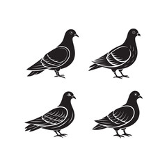 set of Pigeon silhouette vector, black and white silhouette, vector and illustration
