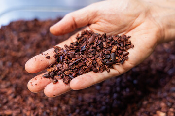 Chocolatier showing a handful of crushed cocoa beans, ready to be processed for making chocolate. Selective focus
