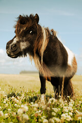 Fototapeta premium Cheval viking