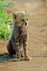 Cheetah