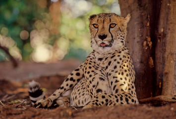Cheetah