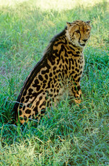 Cheetah
