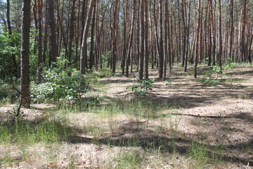 Reforestation after clearing in coniferous forest