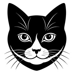 black and white cat