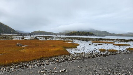 Plantes aquatiques à marée basse au Parc National de Bic