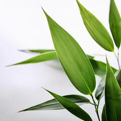 Obraz premium Thin and elegant bamboo leaves, photographed with sharp focus on a white background