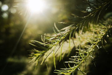 Forêt scandinave 