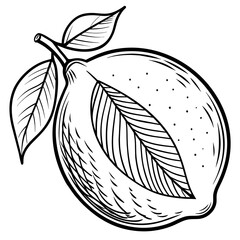hand drawn vector illustration of a pear