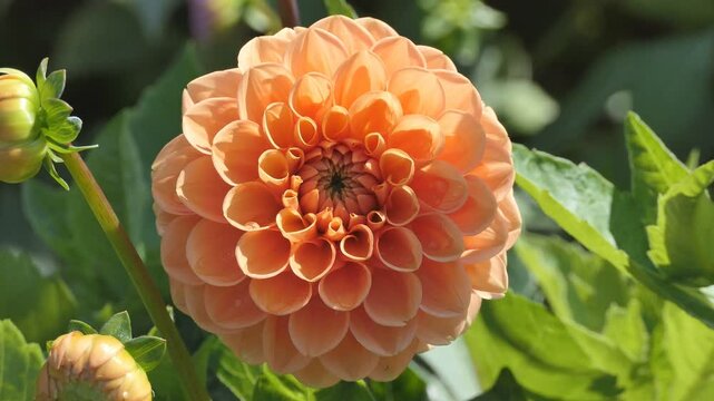 A close up shot of an orange dahlia with intricate petal patterns, set against a blurred background of green foliage.