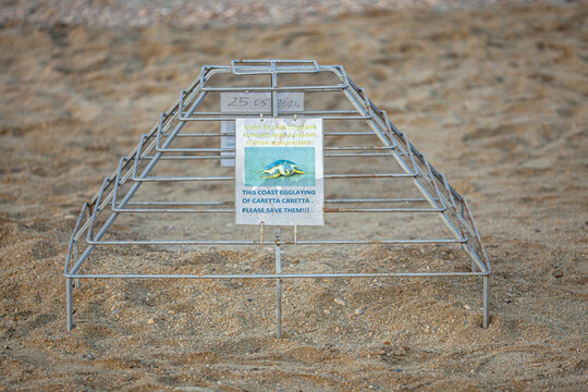 Sea turtle egg laying site. Protected green turtle nesting area on the sea beach. Sea turtle nesting season.
