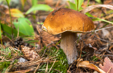 A large boletus mushroom with a yellow-brown cap and a thick stem grows among green moss, fallen pine needles, cones and lily-of-the-valley leaves.