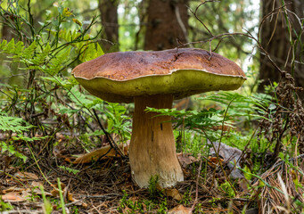 A large old brown boletus mushroom with a yellow cap bottom grew among moss, ferns, fallen pine needles and leaves.