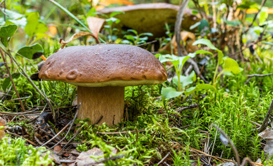 In the autumn forest, among green moss, grass, and fallen pine needles, a brown boletus mushroom with a thick stem grows.