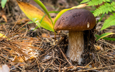 The boletus mushroom with a dark brown cap grows among fallen pine needles, cones, ferns and lily-of-the-valley leaves.