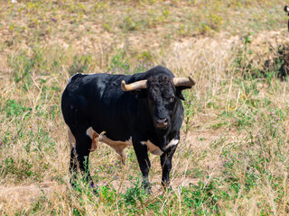 A black and white brave bull standing in a field grazing in the pasture