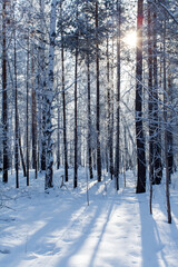 A serene winter forest with tall snow-covered trees