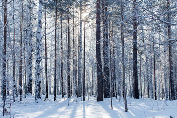Obraz premium A serene winter forest with tall snow-covered trees