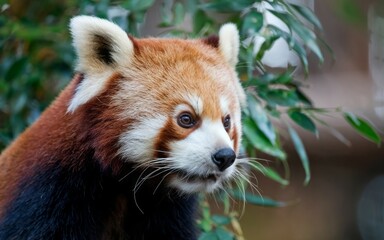 Red panda portrait. Close-up of a red panda with its distinctive markings and curious expression. The image captures the animal's beauty and personality.