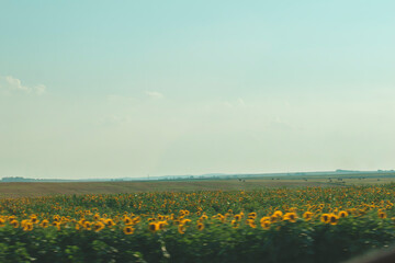 large sunflower fields are planted along the road

