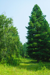 A traditional wooden structure adorned with colorful flags stands in a peaceful meadow surrounded by lush greenery