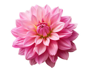 Fototapeta premium pink dahlia isolated on white background, cutout