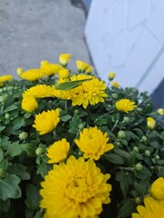 yellow flowers in the garden