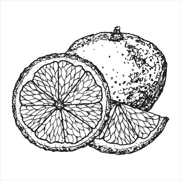 recommend clip art: Graphic illustration of mandarin. Vector monochrome clipart of tropical citrus fruit. Outline linear hand drawn plant design element. Sketch for Christmas print, menu, drink card, farm products