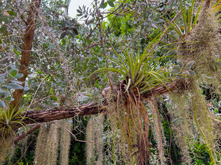 An air plant growing on a branch of a tree draped in Spansh Moss.