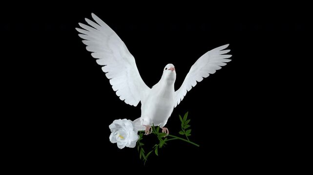 White Dove Bird with White Peony Flower - Flying Loop - Low Angle CU - Alpha Channel - 4K UHD 3D animation of romantic pigeon bird bringing blooming blossom isolated on transparent background
