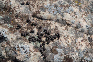 Rock surface covered with coloured lichens and mosses closeup as natural background