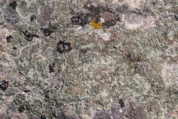 Rock surface covered with coloured lichens and mosses closeup as natural background