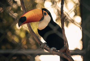 toucan in the zoo