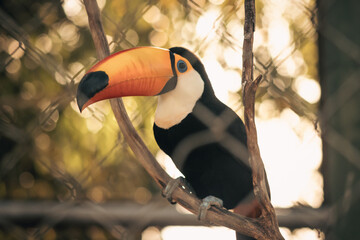 toucan in the zoo