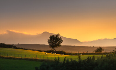 sheep mammal animal eating grass in meadow field agriculture farm on high nature mountain with rural scene with farming in summer at sunset time in Wales north of UK, United Kingdom, British Britain © Nantiya