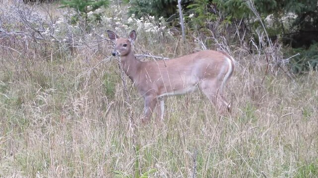 Cerf de Virginie au Parc National du Bic