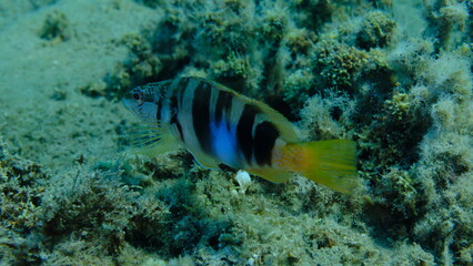 Painted comber (Serranus scriba) undersea, Aegean Sea, Greece, Halkidikii, Pirgos beach