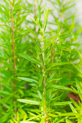 Organic Raw Italian Rosemary Sprigs