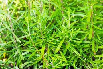 Organic Raw Italian Rosemary Sprigs