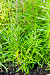 Organic Raw Italian Rosemary Sprigs