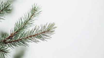 A close-up view of frost-covered pine branches against a soft winter background