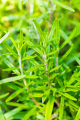 Obraz premium Organic Raw Italian Rosemary Sprigs