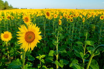 Obraz premium Field with blooming sunflowers large sunflower in the foreground sunlit background of blue sky