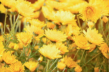 Yellow chrysanthemums.A bouquet of yellow flowers.Autumn flowers.House plants.