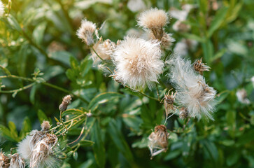 Cotton-like dried creeping thistle or field thistle. Floral autumn backdrop of dry fluffy seeds.