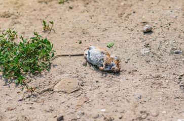 Dead red and white rat lies on side of road in summer. Fighting agricultural pests in the fields.